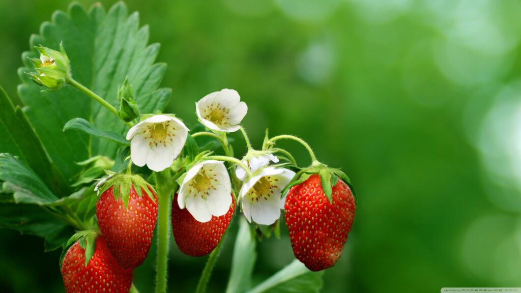 strawberry_plant_with_flowers_and_fruits-wallpaper-2560x1440